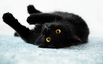 Вы суеверны? Верите в приметы? Боитесь черных кошек?: vg_saveliev —  LiveJournal