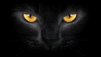 Голова чёрной кошки с жёлтыми глазами - обои на рабочий стол