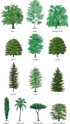 Названия деревьев на английском