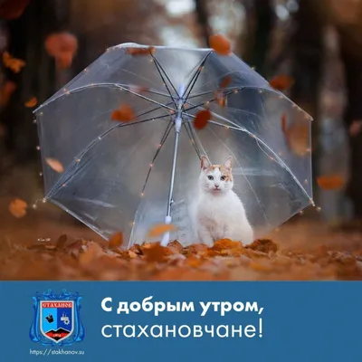 ⛈Над Курском вновь идёт дождь. Будьте внимательны ,соблюдайте ПДД и  скоростной режим. 🚙Помните, что при высокой.. | ВКонтакте