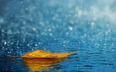 Осень дождь фото - Природа - Картинки для рабочего стола - Мои картинки