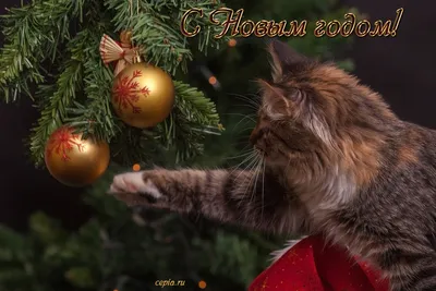 Что попросить у Деда Мороза на Новый Год | Город для жизни Москва ||  yamoscow.ru | Дзен