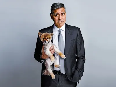 Скачать бесплатно фото Джорджа Клуни