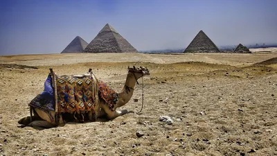 Обои верблюд, пирамиды, египет картинки на рабочий стол, фото скачать  бесплатно