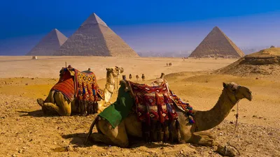 Обои на рабочий стол Верблюды лежат на фоне пирамид и ждут своих хозяев,  Египет / Egypt, обои для рабочего стола, скачать обои, обои бесплатно