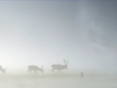 Картинка на рабочий стол туман, олени, трава, ёжик в тумане, лоси, пейзажи,  животные 1280 x 960