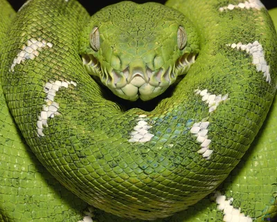 Фотографии змея Животные