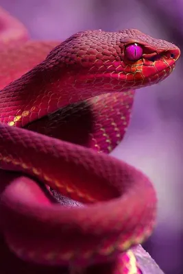 оранжево черная змея на ветке, бесплатное изображение змеи, змея, змеи фон  картинки и Фото для бесплатной загрузки