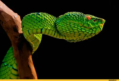 Гималайская Trinket Змеяorthriophis Hodgsoni — стоковые фотографии и другие  картинки Rat Змея - Rat Змея, Голубые глаза, Индия - iStock