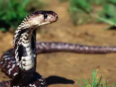 Какие змеи чаще всего рождаются двуглавыми? | КАА | Дзен