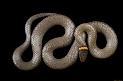 Мокасиновая Змея Snake — стоковые фотографии и другие картинки Змея - Змея,  Австралия - Австралазия, Токсичное вещество - iStock