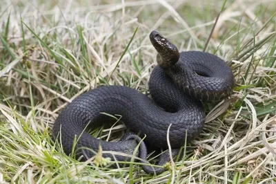 Опасность в лесу представляют не только клещи, но и змеи. Весной они  особенно ядовиты и агрессивны | Travelblog | Дзен