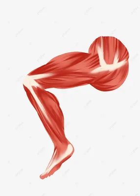 Анатомическая модель человеческого коленного сустава в натуральную величину  с мышцами, мышцами, костями, скелетом, менискусом, медицинское обучающее  оборудование | AliExpress