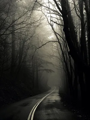 Living in darkness. | Forest road, Gothic wallpaper, Dark forest