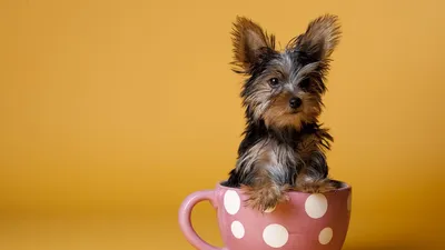 Обои йоркширский терьер, чашка, щенок, собака, сидеть картинки на рабочий  стол, фото скачать бесплатно