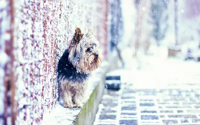 Фотография Йоркширский терьер собака животное