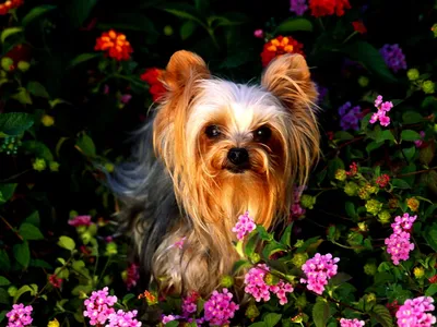 Собаки, Йоркширский Терьер, Цветы - обои для рабочего стола | Бесплатные  Лучшие заставки