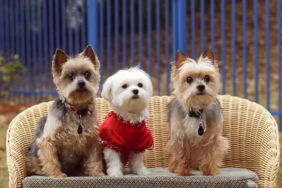 Три собаки йоркшир терьер, обои с собаками, картинки, фото 1600x1200