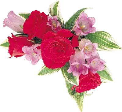 Пин от пользователя Марина Зинченко на доске Красивые цветы | Доставка  цветов, Букет красной розы, Цветочный