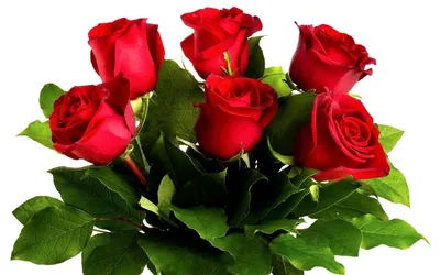 Букет 17 роз Дип Перпл купить за 4 490 руб. с бесплатной доставкой по  Москве в интернет-магазине zhflowers.ru