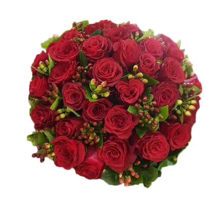 Красивые розы на прозрачном фоне (70 фото) »