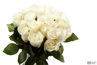 Букет цветов на белом фоне - красивые фото