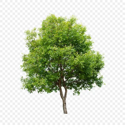 Картинка дерево на прозрачном фоне фотографии