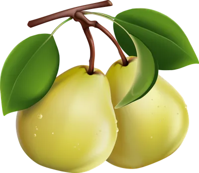 Pear PNG image transparent image download, size: 2064x3117px