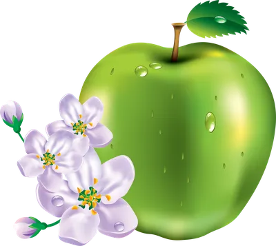 Картинка яблоко на прозрачном фоне фотографии