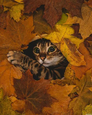 Животные, коты, листья, осень. Изображение 1024x1280px