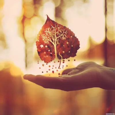 Осенняя картинка с жёлтым листом с вырезанным деревом. Скачать аватар с  парящим над ладонью листиком. — Картинки и авы