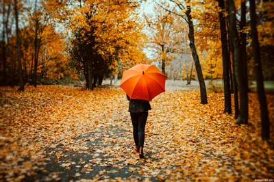 Девушки, сзади, зонты, осень. Картинка для аватарки 1024x683px