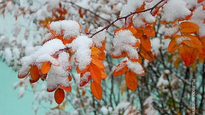 Красивые зимние картинки на аву (47 фото)