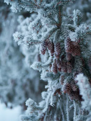 Зимняя Поляна (64 фото) - 64 фото