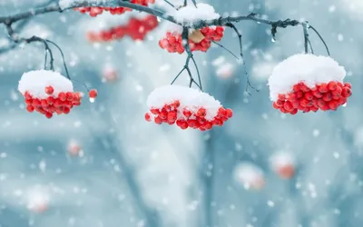 Зима снег, деревья, лес фото, обои на рабочий стол