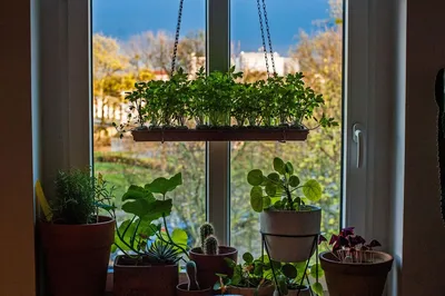 Домашний огород на подоконнике: как сделать своими руками и что можно  выращивать