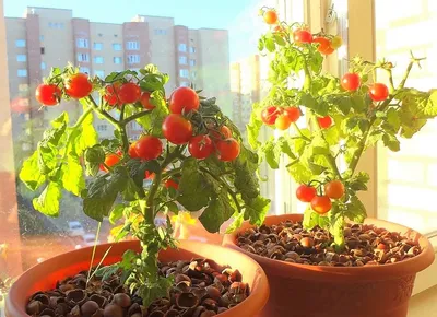 Как сделать детский огород на окне (и не уморить растения) | CHIPS Journal