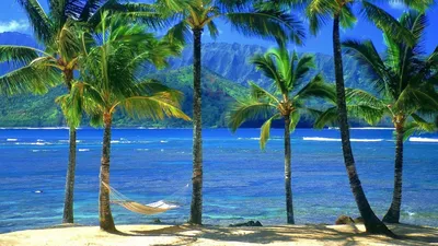 Картинка пальма на острове фотографии