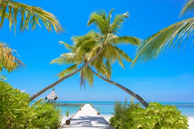 Праздник Остров Пальма - Бесплатное фото на Pixabay - Pixabay