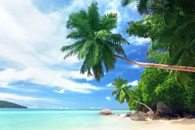 Картинка пальмы на острове - 74 фото