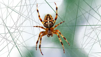 Картинка паука на паутине фотографии