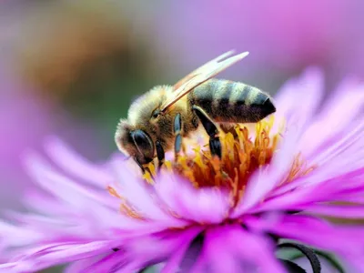 Пчела на цветке Фон И картинка для бесплатной загрузки - Pngtree