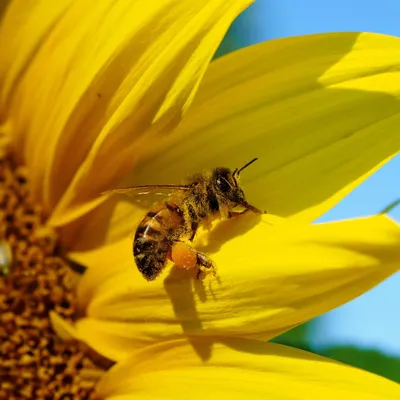 Пазл пчела на цветке - разгадать онлайн из раздела \"Цветы\" бесплатно
