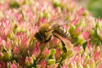 Пчёлка на цветке - фото и картинки: 56 штук