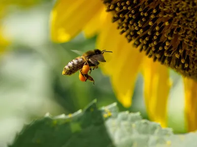 Жителей предупредили о пьяных пчелах в жару - 10.07.2021, Sputnik Литва