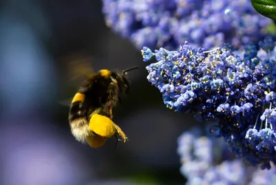 Пчела на цветке(☞ ͡ ͡° ͜ ʖ ͡ ͡°)☞» — создано в Шедевруме