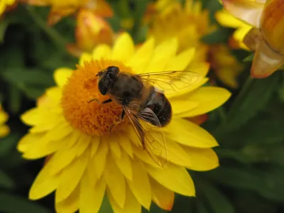 Пчела на цветке стоковое изображение. изображение насчитывающей мухы -  32336703