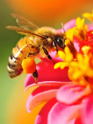 Удар по генетике\". Чем грозит человечеству стремительное вымирание пчел -  18.11.2022, Sputnik Грузия