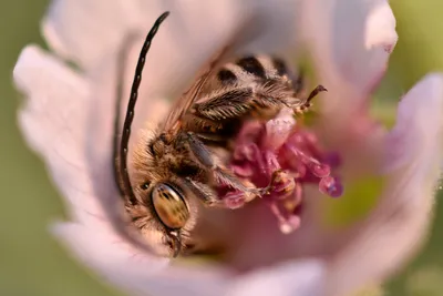 Пчела на цветке, эстетично, красиво…» — создано в Шедевруме