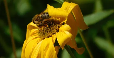 Пыльцы На Пчелу Пчела Цветке - Бесплатное фото на Pixabay - Pixabay